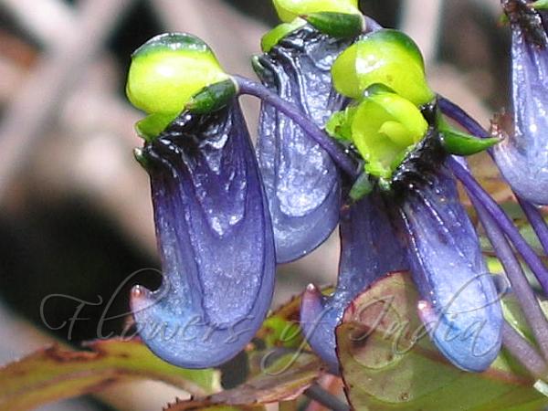 Violet Balsam