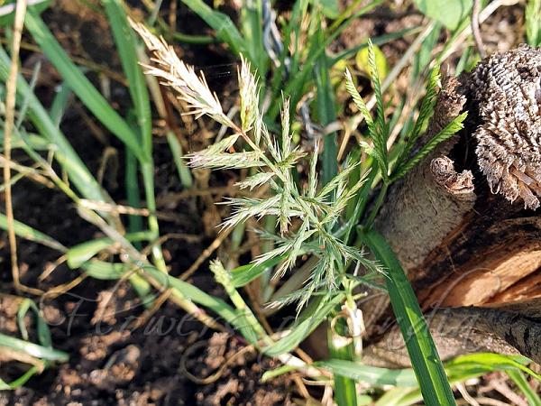 Viper Grass