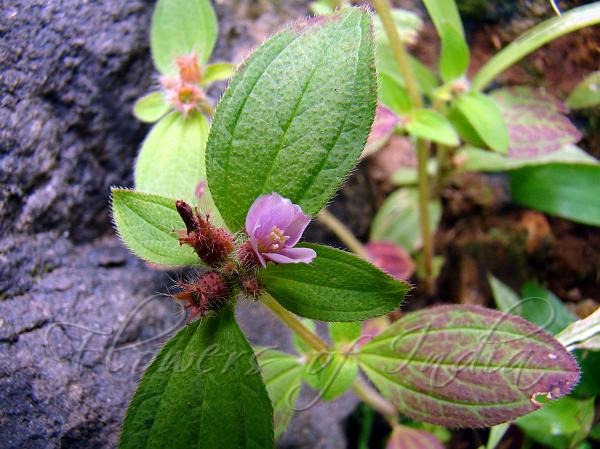 Wall Osbeckia
