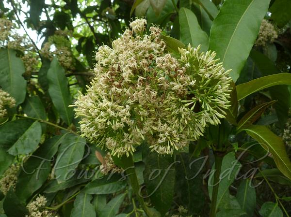Wavy-Leaf Ixora