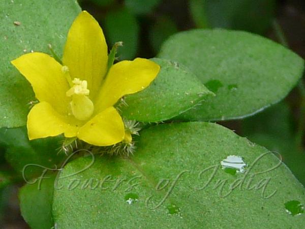 Weak Loosestrife