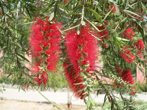 Weeping Bottle Brush