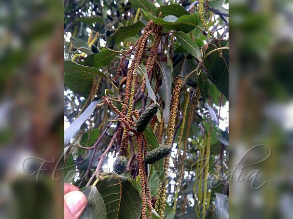 West Himalayan Alder
