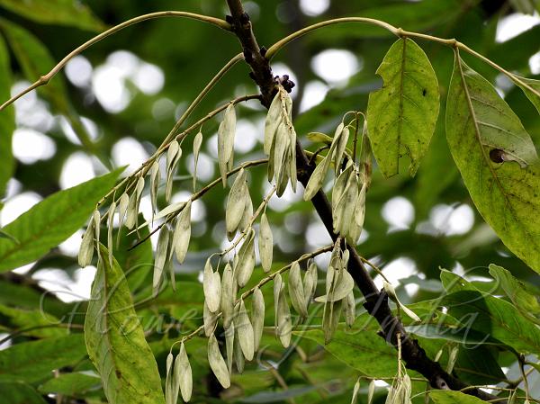 West-Himalayan Ash