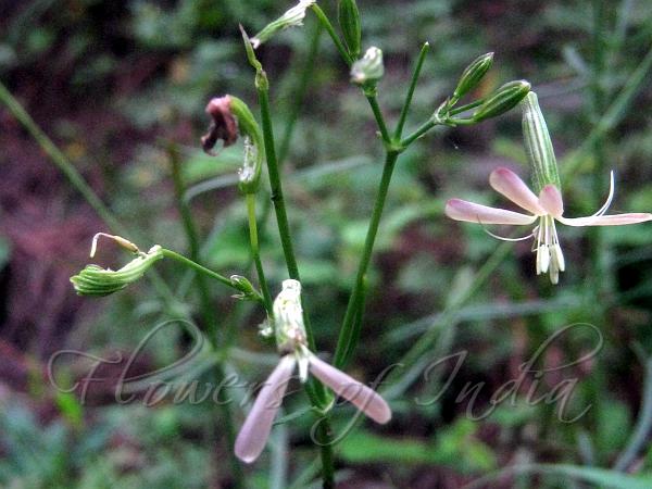 West-Himalayan Campion