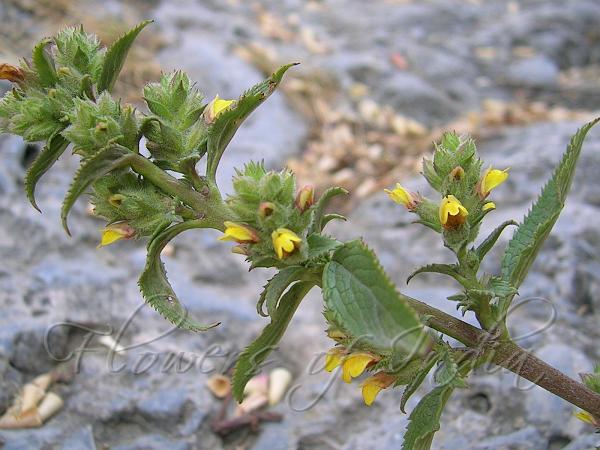 West-Himalayan Pout-Flower
