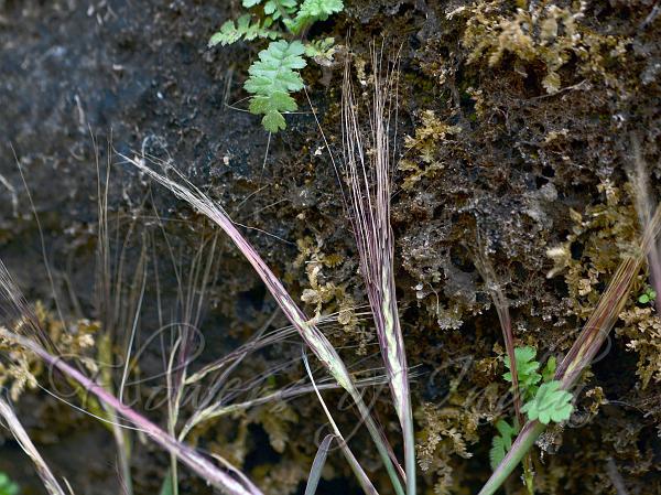 West-Indian Muraina Grass