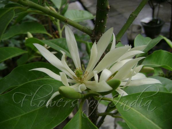 White Champa