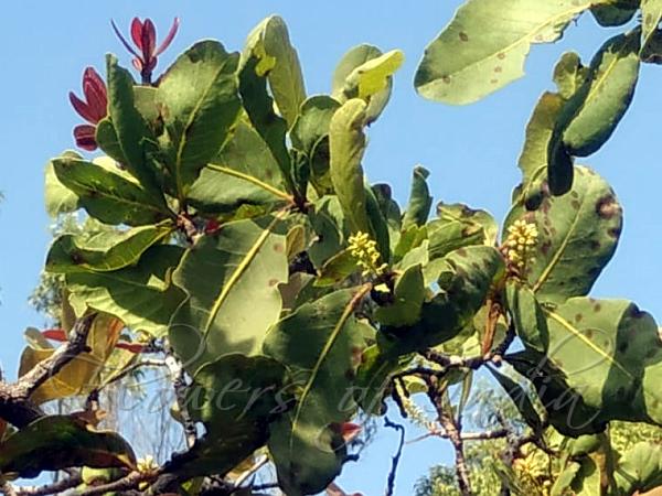 White Gallnut