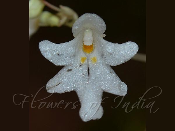 White Kanara Balsam