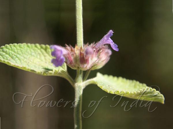White Leaved Catmint