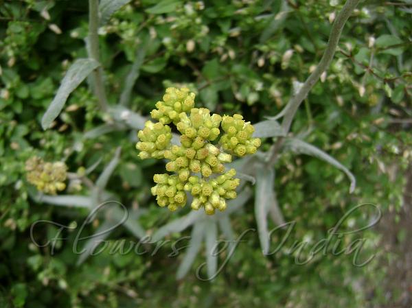 White Leaved Cudweed