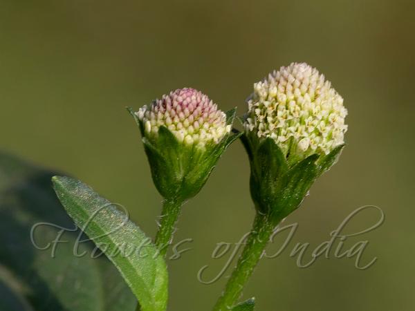 White Spot-Flower