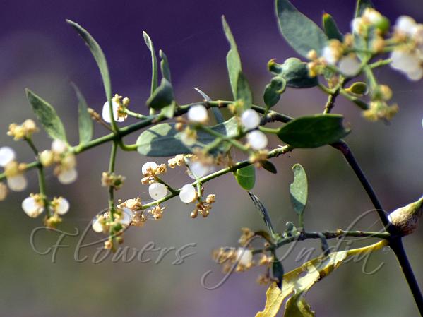 White-Berry Toothbrush Tree