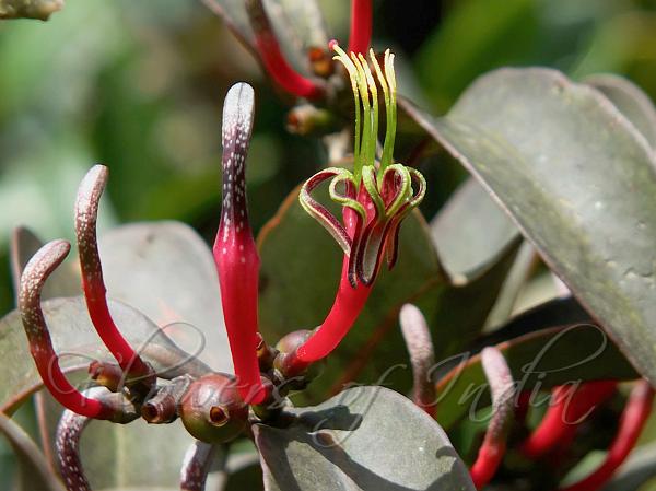 White-Dotted Red Mistletoe