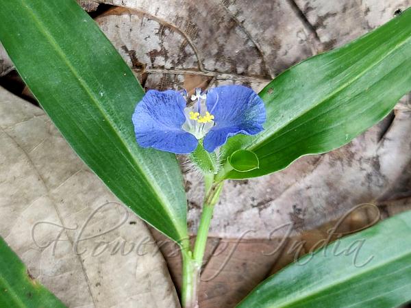 White-Mouth Dayflower
