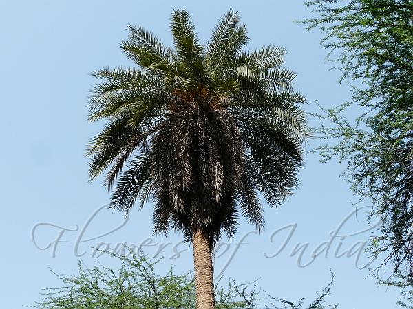 Wild Date Palm