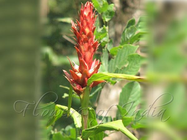 Wild Ginger