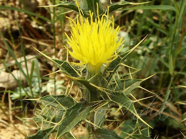 Wild Safflower