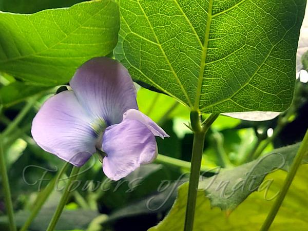 Winged Bean