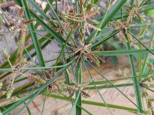 Winged Sedge