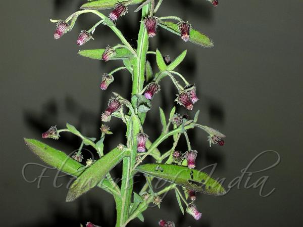 Winged-Stem Laggera