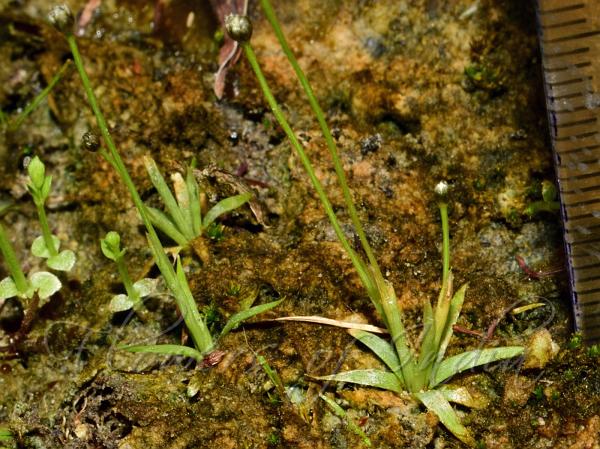Woodrush Pipewort