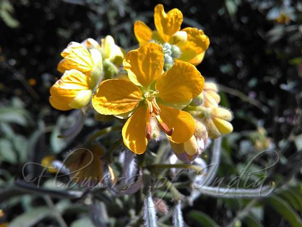 Woolly Cassia