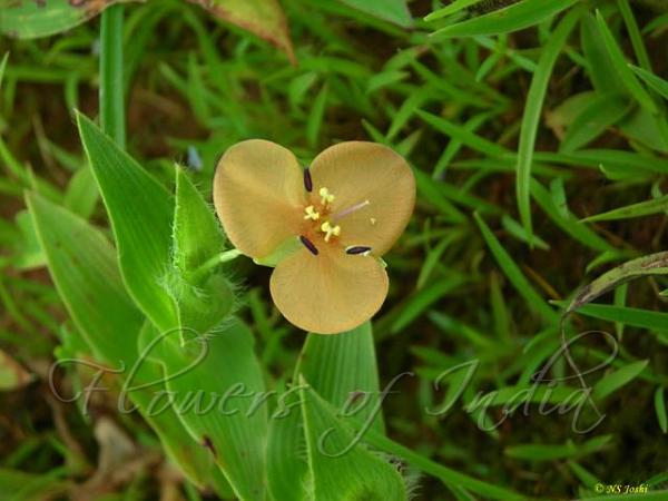 Woolly Dewflower