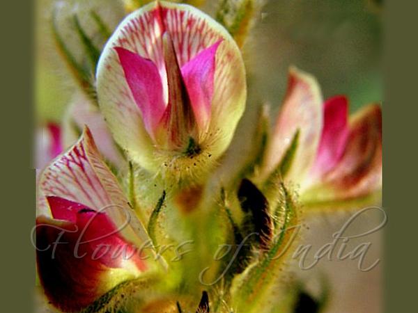 Woolly Flemingia