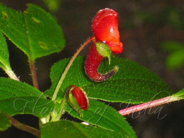 Woolly Red Balsam