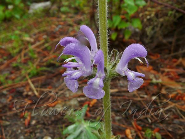 Woolly Sage