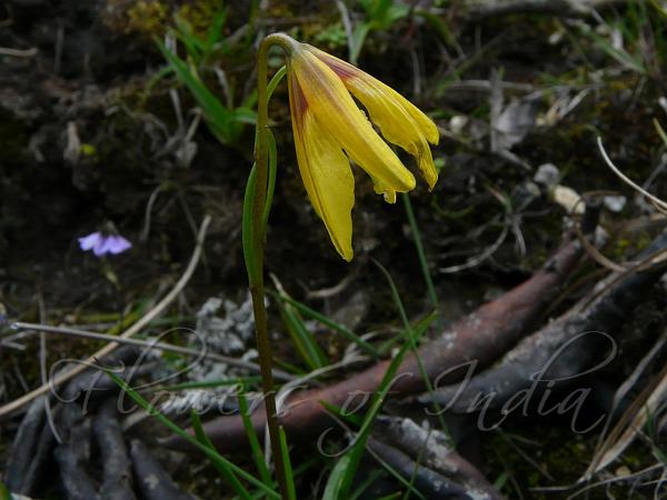 Yellow Alplily