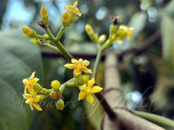 Yellow Benkara
