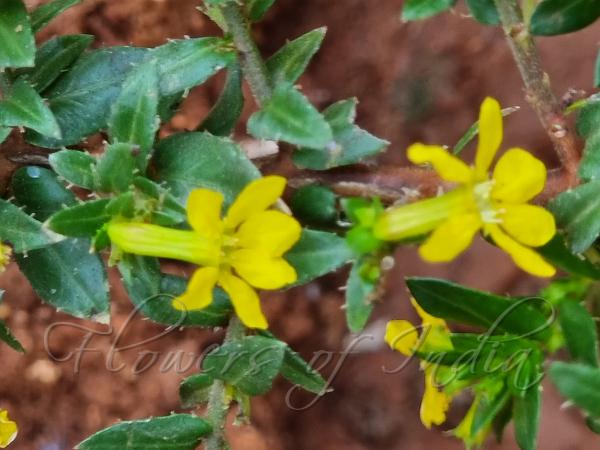 Yellow Cuphea