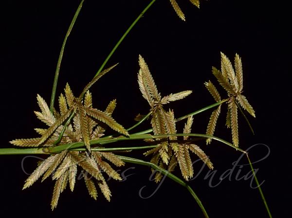 Yellow Flatsedge