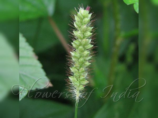 Yellow Foxtail