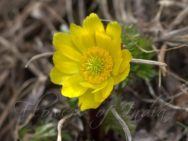 Yellow Himalayan Oxeye Daisy