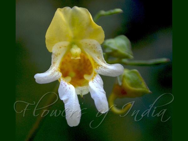 Yellow Kashmir Balsam