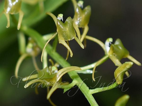 Yellow Liparis