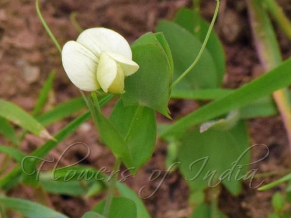 Yellow Pea