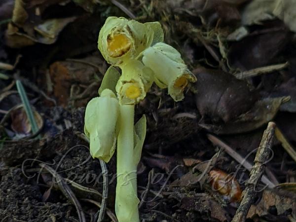 Yellow Pine-Sap
