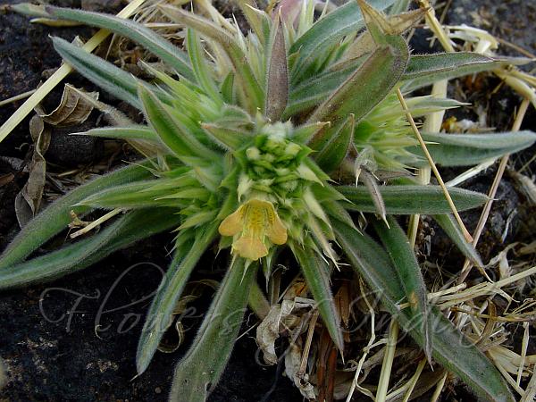 Yellow Scaly-Ball