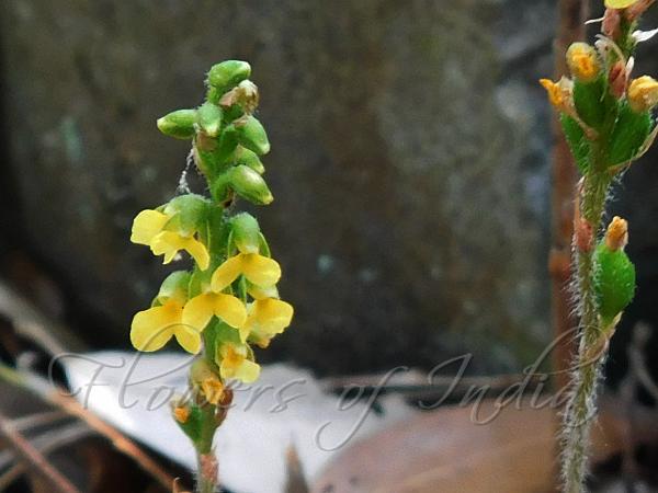 Yellow Zeuxine