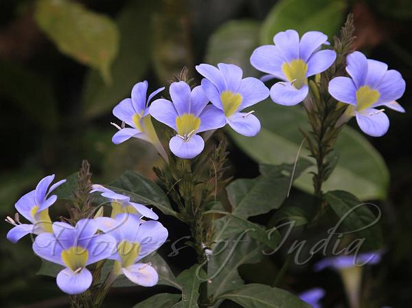 Yellow-Throated Bush-Violet