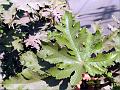 Afghan Fig