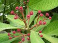 African Milk Bush