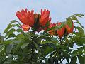 African Tulip Tree