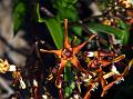Agastyamala Twisted-Flower