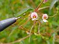 American Joint Vetch